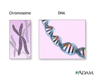 chromosomes-and-dna-picture
